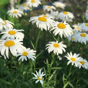 Meet your Posher, Huda